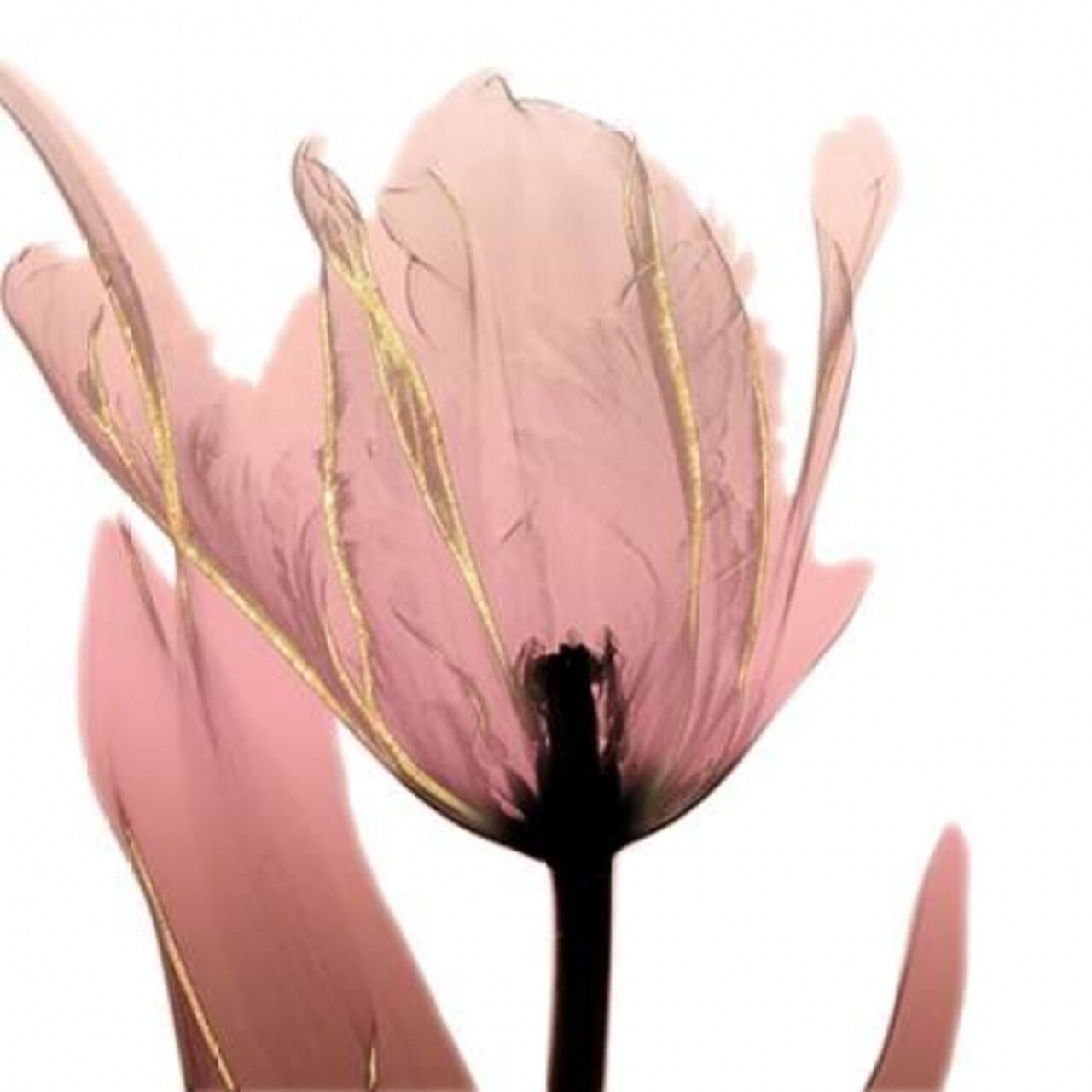 Alizarin Splendor 1 Poster Print by Albert Koetsier - Item # VARPDXAK8SQ181A